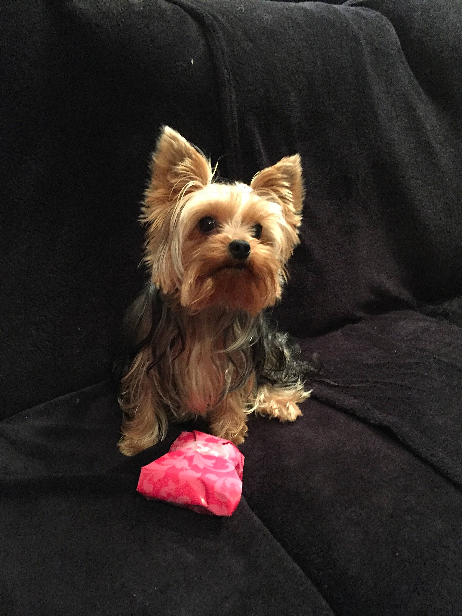 Mowgly participe au concours pour gagner de l'argent avec cette photo : australian_silky_terrier, australian_terrier, biewer_terrier, cairn_terrier, canidae, carnivore, companion_dog, dog, dog_breed, dog_clothes, mammal, morkie, norwich_terrier, puppy, rare_breed_dog, small_terrier, terrier, toy_dog, vertebrate, yorkshire_terrier