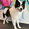 dog, black_and_white, blue_eyes, standing, tongue_out, indoor, floor_tiles, fur, pet, canine, happy, colorful_background, wall_art, tail, ears, snout, animal, portrait, friendly, companion