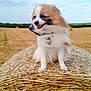 dog, small_dog, fluffy, hay_bale, field, outdoor, nature, sky, cloudy, grass, farm, animal, pet, bandana, fur, happy, tongue_out, rural, summer, cute