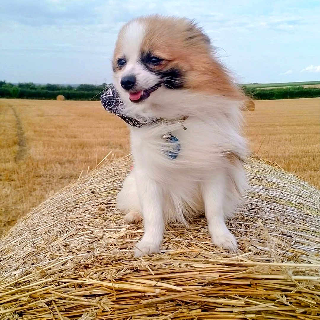 Viffy a rejoint le concours — aidez-le/la à gagner de superbes lots ! animal, bandana, cloudy, cute, dog, farm, field, fluffy, fur, grass, happy, hay_bale, nature, outdoor, pet, rural, sky, small_dog, summer, tongue_out