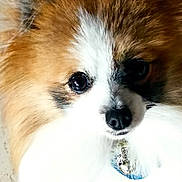 Viffy a rejoint le concours — aidez-le/la à gagner de superbes lots ! adorable, animal, bell, brown, canine, close_up, collar, cute, dog, eyes, face, fluffy, fur, indoor, looking, nose, pet, portrait, soft, white