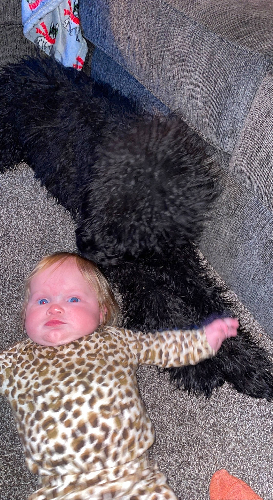 Maleah is registered to the contest to win money with this photo: baby, baby_toddler_clothing, child, comfort, dog_breed, felidae, fur, knitting, linens, nap, pattern, person, skin, sporting_group, stuffed_toy, tail, toddler, toy, vertebrate, wool