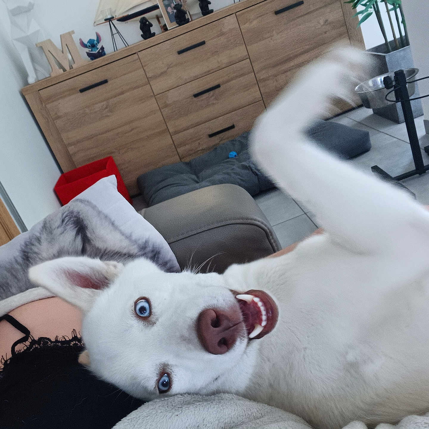 Maya participe au concours pour gagner de l'argent avec cette photo : animal, architecture, bed, bedroom, building, cabinet, canine, couch, dog, face, furniture, head, husky, indoors, interiordesign, livingroom, person, pet, room, whitedog