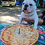 birthday, candle, car, celebration, cute, dessert, dog, floral_tablecloth, food, french_bulldog, garden, greenery, hand, outdoor, person, pet, pie, rustic, summer, table