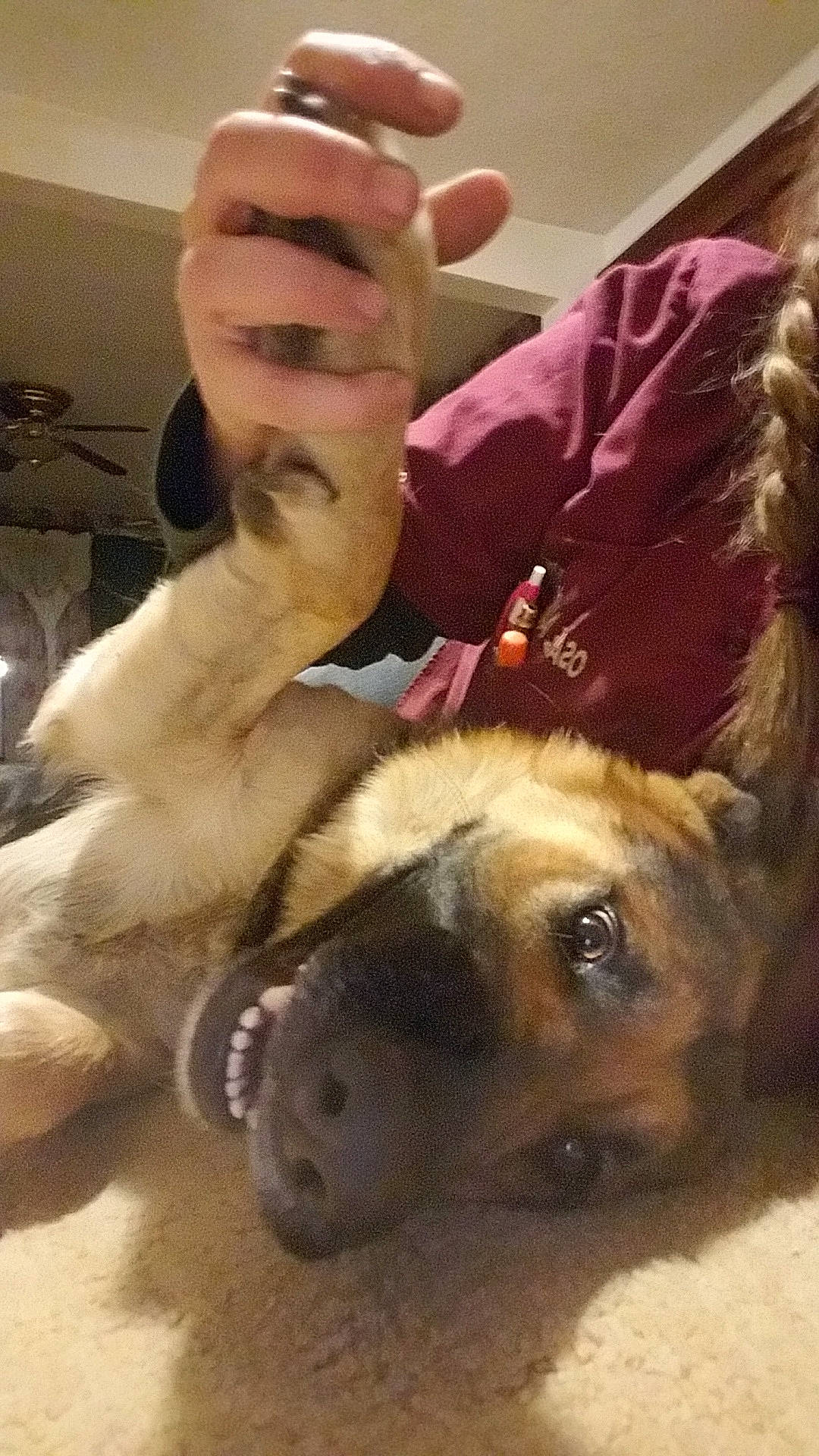 Bullet is registered to the contest to win money with this photo: canidae, carnivore, companion_dog, dog, dog_breed, ear, fawn, nose, paw, puppy_love, selfie, snout