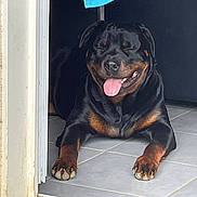 César participe au concours pour gagner de l'argent avec cette photo : dog, rottweiler, tongue_out, happy, pet, indoor, tile_floor, doorway, black_and_brown, canine, animal, resting, smiling, paw, fur, companion, domestic, cute, mammal, pet_door
