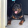 dog, rottweiler, tongue_out, happy, pet, indoor, tile_floor, doorway, black_and_brown, canine, animal, resting, smiling, paw, fur, companion, domestic, cute, mammal, pet_door