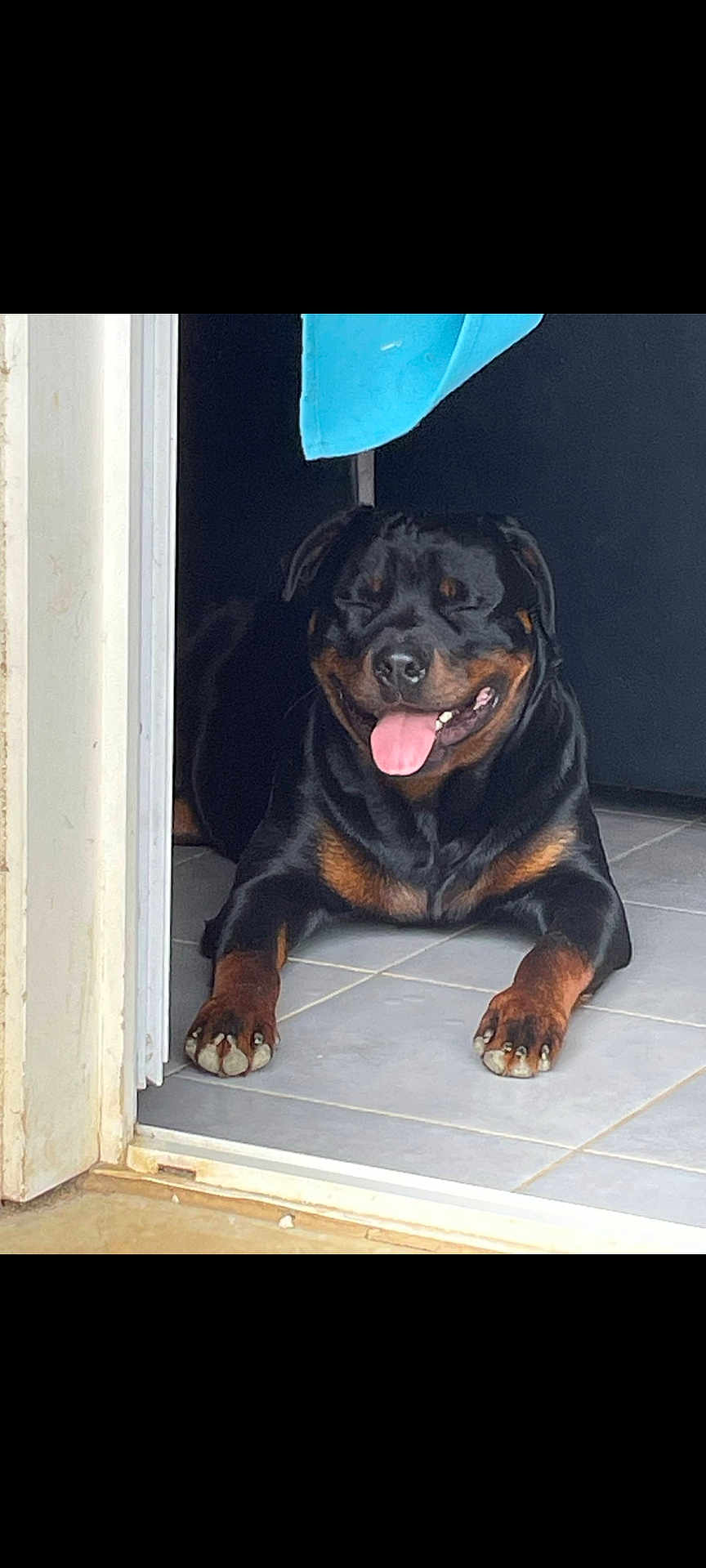 César participe au concours pour gagner de l'argent avec cette photo : dog, rottweiler, tongue_out, happy, pet, indoor, tile_floor, doorway, black_and_brown, canine, animal, resting, smiling, paw, fur, companion, domestic, cute, mammal, pet_door
