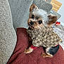 black, brown, casual, couch, cozy, cushion, cute, dog, fabric, floor, fur, home, hoodie, indoors, looking_back, pet_clothing, red, small_dog, texture, yorkshire_terrier