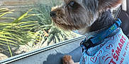 Gucci is registered to the contest to win money with this photo: dog, small_dog, bandana, petsmart, car_interior, window, ear, fur, collar, leash, side_view, looking_out, animal, pet, cute, closeup, daylight, seat, reflection, curious