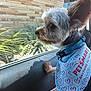 dog, small_dog, bandana, petsmart, car_interior, window, ear, fur, collar, leash, side_view, looking_out, animal, pet, cute, closeup, daylight, seat, reflection, curious
