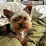 Gucci joined the competition — help win amazing prizes! dog, yorkshire_terrier, pet, bedroom, blanket, pillow, fur, ears, cute, small_dog, animal, companion, indoor, resting, looking, cozy, furniture, soft, portrait, cute_pet
