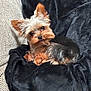 Gucci joined the competition — help win amazing prizes! dog, yorkshire_terrier, small_dog, pet, cute, fur, ears, blanket, couch, indoor, resting, curious, animal, companion, cozy, black_blanket, gray_couch, looking, portrait, domestic