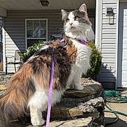 Penelope is registered to the contest to win money with this photo: calico, cat, feline, fur, garden_hose, green_eyes, harness, house, leash, longhair, outdoor, pet, plants, porch, profile, sitting, stone_wall, sunny, whiskers, window
