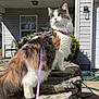 calico, cat, feline, fur, garden_hose, green_eyes, harness, house, leash, longhair, outdoor, pet, plants, porch, profile, sitting, stone_wall, sunny, whiskers, window