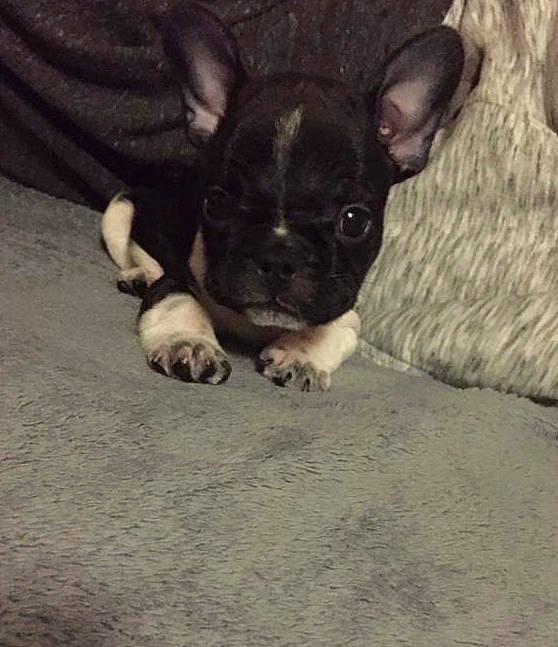 Mike participe au concours pour gagner de l'argent avec cette photo : black, canidae, carnivore, chihuahua, companion_dog, dog, dog_breed, fawn, french_bulldog, non_sporting_group, paw, puppy, snapshot, snout, terrestrial_animal, toy_dog, vertebrate, working_animal