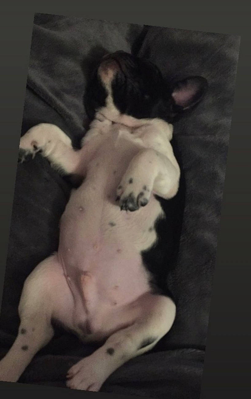 Mike a rejoint le concours — aidez-le/la à gagner de superbes lots ! canidae, carnivore, companion_dog, dog, dog_breed, dog_supply, foot, non_sporting_group, paw, snout, sporting_group, tail, toe, working_animal, working_dog