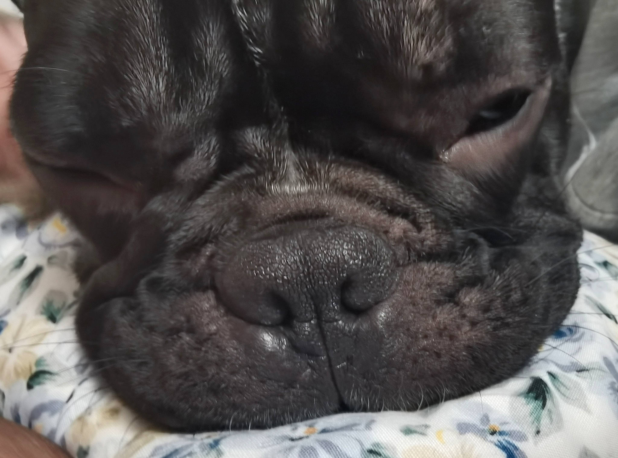 Mike participe au concours pour gagner de l'argent avec cette photo : black, canidae, carnivore, close_up, comfort, companion_dog, dog, dog_breed, fawn, fur, guard_dog, linens, skin, sleep, snout, sporting_group, whiskers, working_animal, working_dog, wrinkle