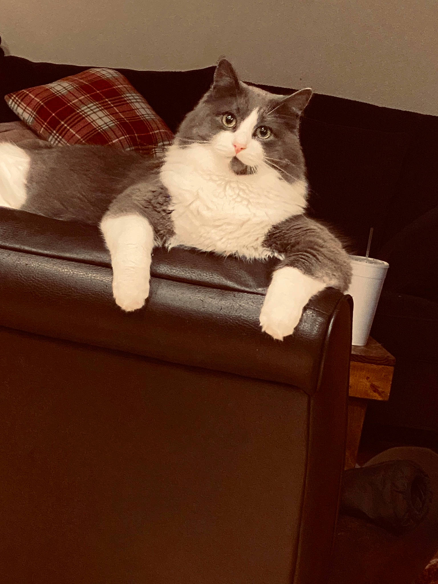 Greg is registered to the contest to win money with this photo: box, carnivore, cat, chair, comfort, couch, domestic_short_haired_cat, felidae, fur, furniture, grey, hardwood, lap, paw, room, sitting, small_to_medium_sized_cats, tail, whiskers, wood