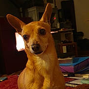 Guizmo a rejoint le concours — aidez-le/la à gagner de superbes lots ! dog, small_dog, tan_dog, pet, indoors, furniture, books, red_surface, ears, animal, cozy, warm_light, room, home, carpet, sitting, cute, alert, domestic, companion