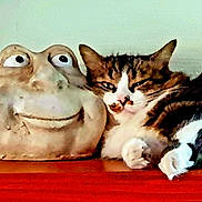 Venus participe au concours pour gagner de l'argent avec cette photo : cat, tabby_cat, sculpture, frog, face, smile, wooden_surface, relaxed, indoor, decor, animal, pet, feline, cute, resting, closeup, sitting, funny, eyes, expression