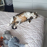 Venus participe au concours pour gagner de l'argent avec cette photo : cat, bed, stuffed_animals, blanket, quilt, bedroom, floor, furniture, drawer, relaxed, sleeping, cozy, tabby, plush_toys, home_interior, wood_floor, soft_light, comfort, resting, domestic_animal