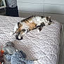cat, bed, stuffed_animals, blanket, quilt, bedroom, floor, furniture, drawer, relaxed, sleeping, cozy, tabby, plush_toys, home_interior, wood_floor, soft_light, comfort, resting, domestic_animal