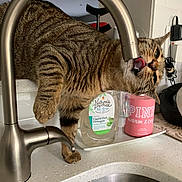Coco is registered to the contest to win money with this photo: animal_feed, carnivore, cat, cat_supply, domestic_short_haired_cat, felidae, fur, household_supply, mammal, pet_food, pet_supply, plant, plumbing_fixture, room, sink, small_to_medium_sized_cats, tail, tap, vertebrate, whiskers