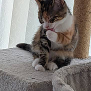 Mocha joined the competition — help win amazing prizes! animal, cat, cat_tree, cleaning, cozy, curtains, cute, feline, fur, grooming, household, indoor, mammal, paw, pet, relaxed, soft_light, tabby, whiskers, white_paws