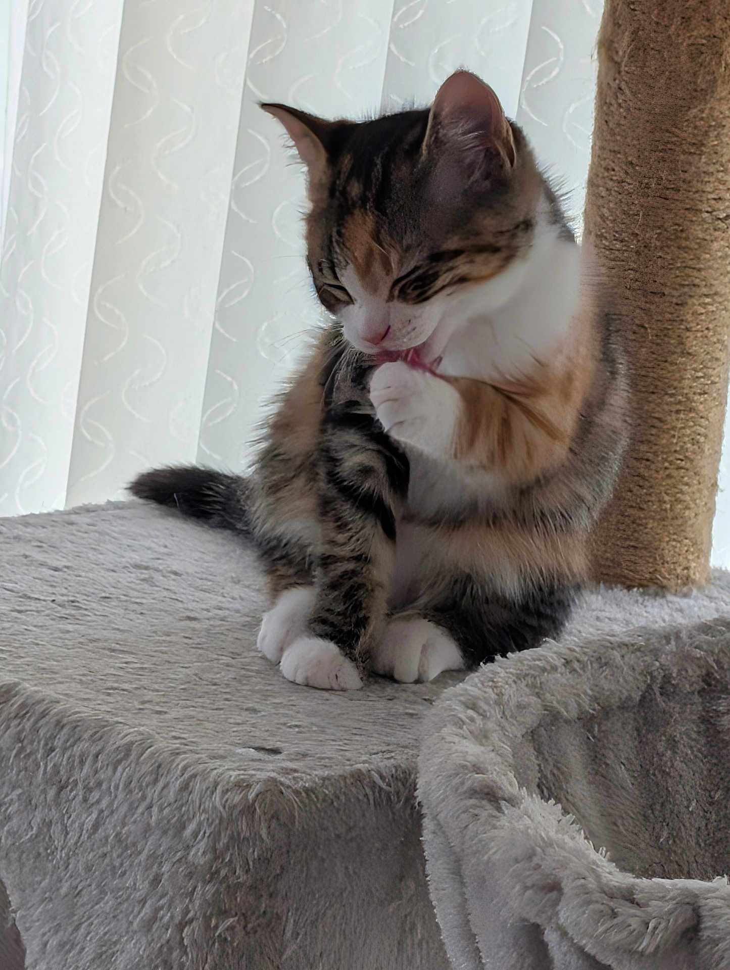 Mocha