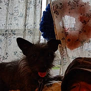 Toby is registered to the contest to win money with this photo: dog, pet, tongue_out, blanket, person, cap, indoor, curtains, floral_pattern, window, soft_light, relaxed, cozy, furry, animal, face, resting, companion, home, casual