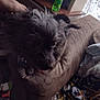 Toby is registered to the contest to win money with this photo: dog, black_dog, couch, indoor, furniture, blanket, table, bottle, curtains, tongue, pet, animal, fur, living_room, clutter, household, fabric, blur, soft_light, domestic