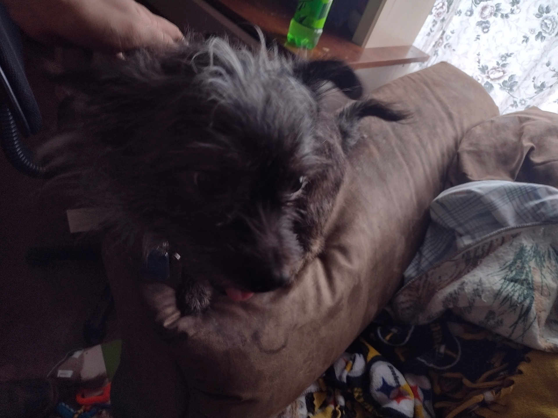 Toby