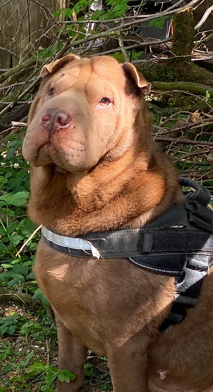 Get a rejoint le concours — aidez-le/la à gagner de superbes lots ! ancient_dog_breeds, australian_bulldog, bandog, canidae, carnivore, companion_dog, dog, dog_breed, fawn, mammal, molosser, non_sporting_group, old_english_bulldog, olde_english_bulldogge, ori_pei, pit_bull, shar_pei, snout, vertebrate, wrinkle