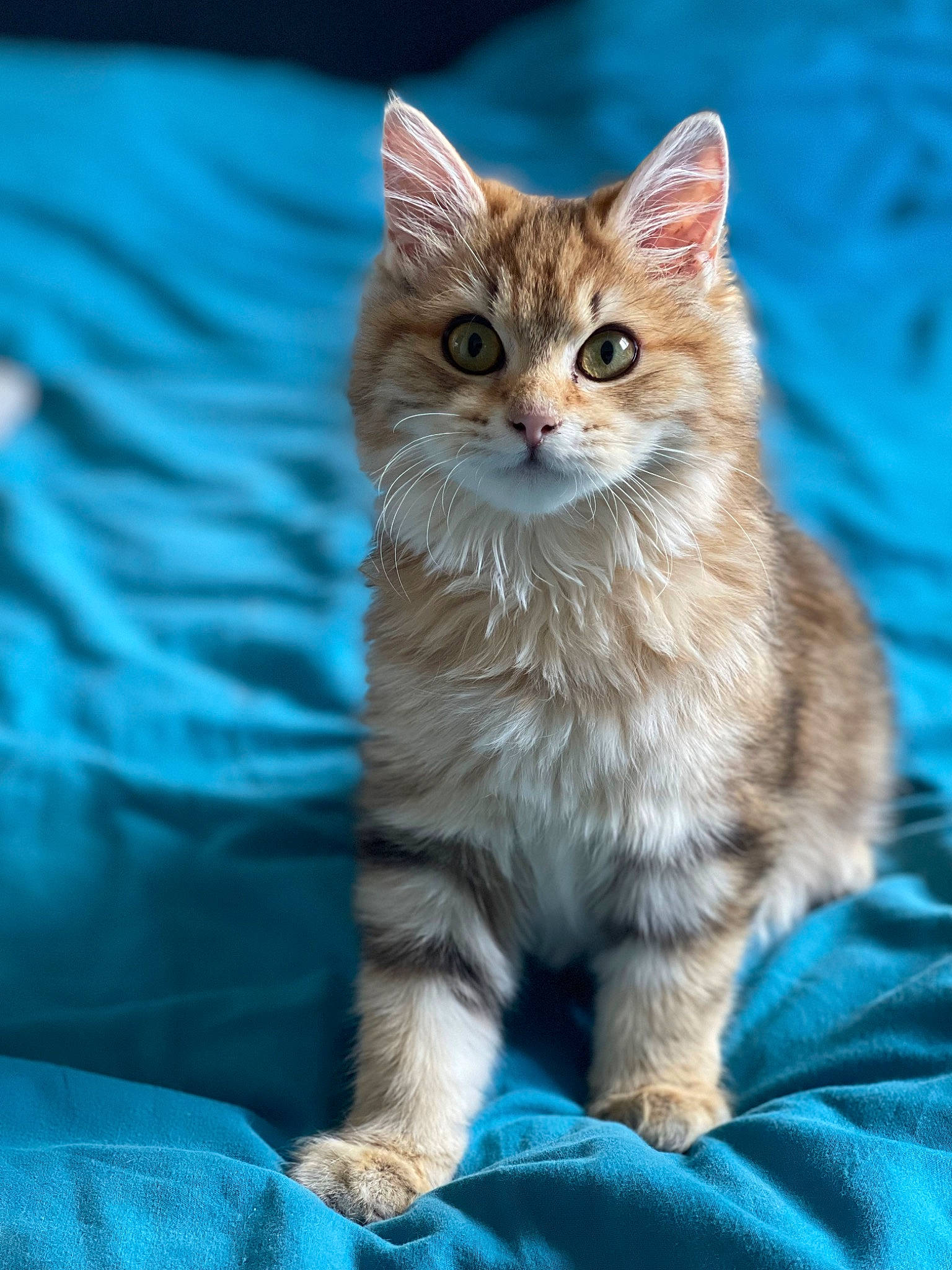 Tiny participe au concours pour gagner de l'argent avec cette photo : carnivore, cat, claw, domestic_short_haired_cat, electric_blue, eye, fawn, felidae, fur, paw, sitting, small_to_medium_sized_cats, snout, tail, terrestrial_animal, whiskers, wildlife
