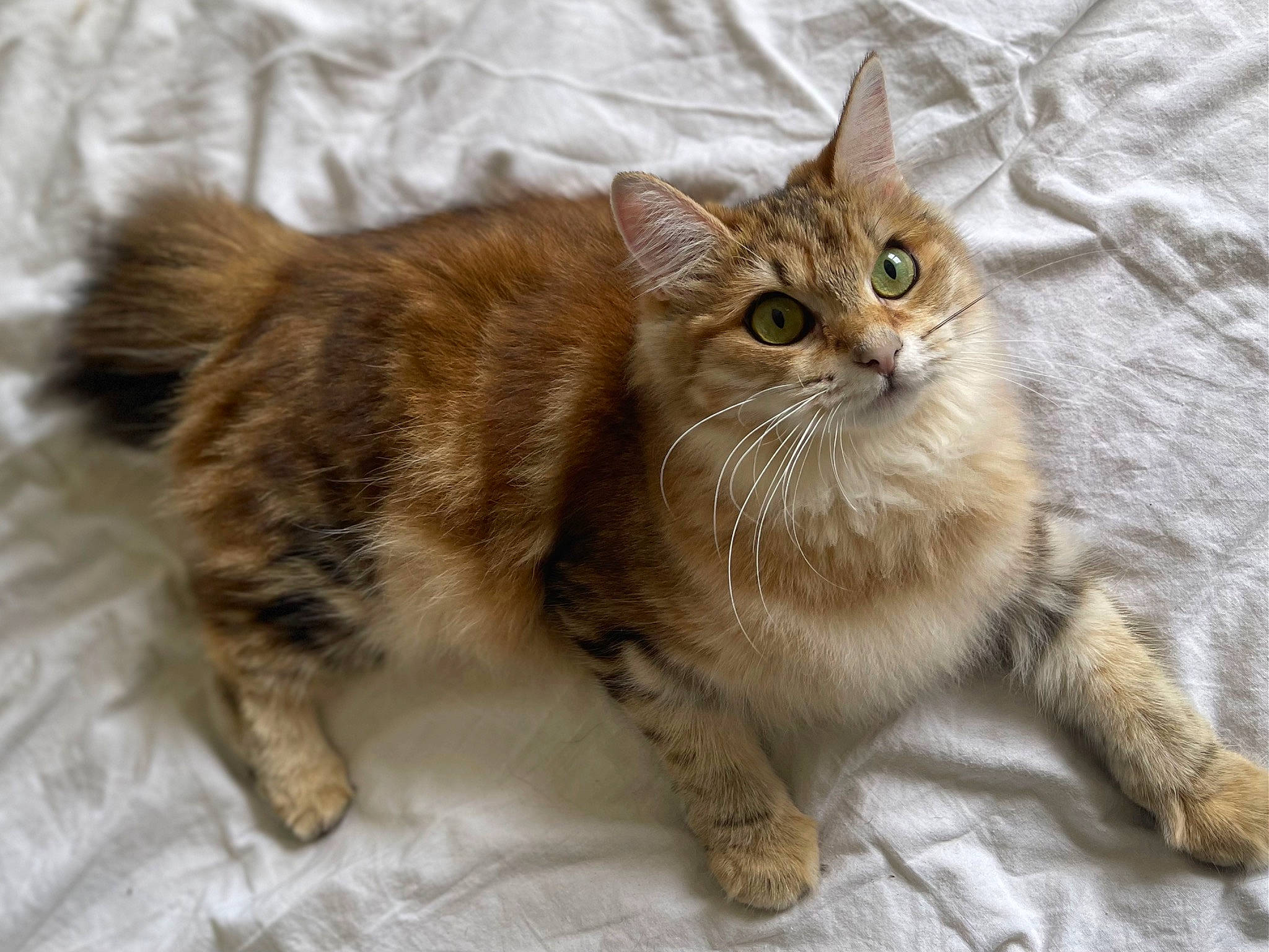 Tiny a rejoint le concours — aidez-le/la à gagner de superbes lots ! carnivore, cat, claw, comfort, domestic_short_haired_cat, fawn, felidae, fur, paw, sitting, small_to_medium_sized_cats, snout, tail, terrestrial_animal, whiskers