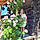 Agathe