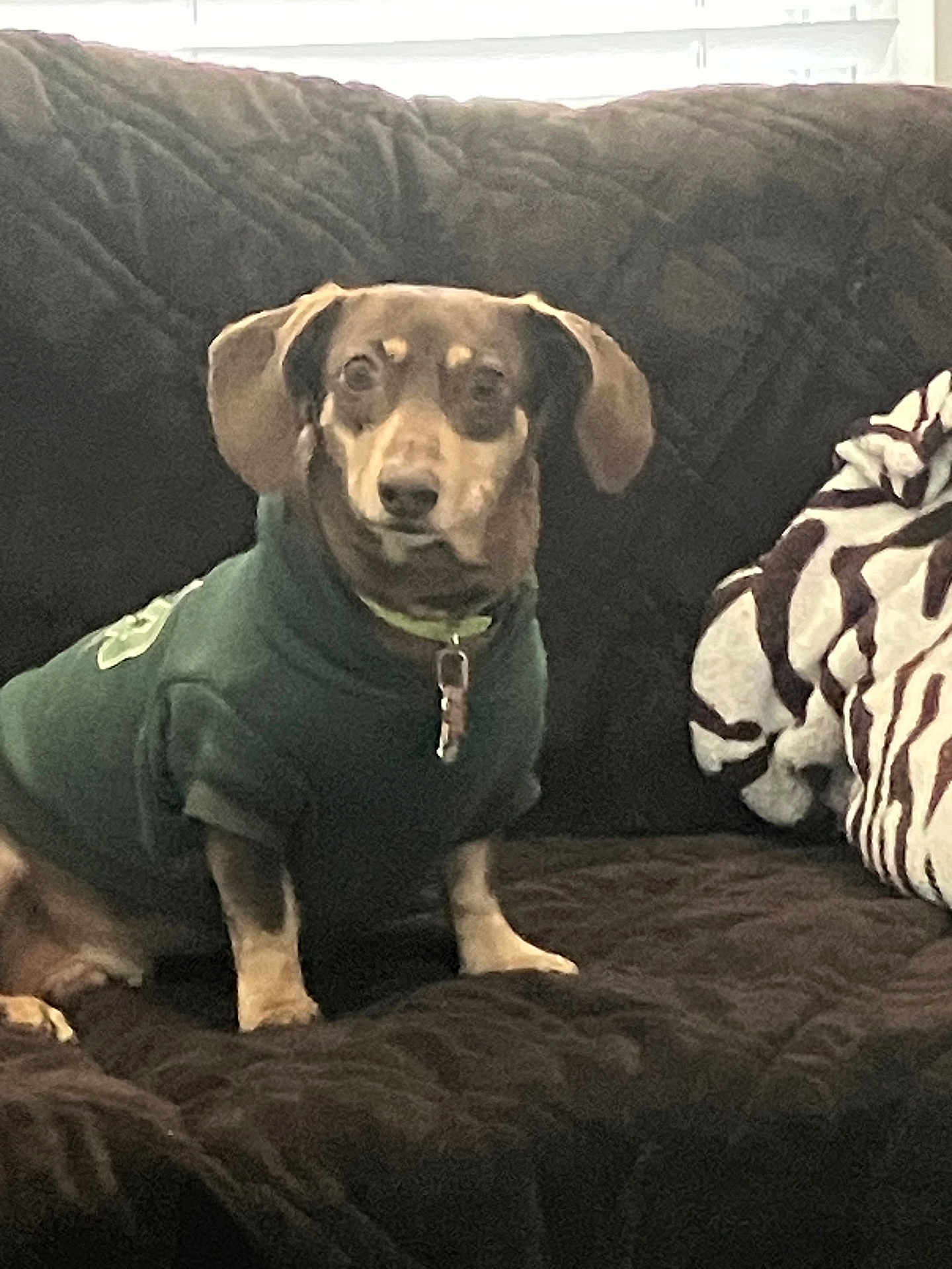 Minton is registered to the contest to win money with this photo: animal, blanket, blanket_pattern, brown_dog, calm, companion, couch, cozy, dog, domestic, furniture, indoor, looking_at_camera, pet, quilted, resting, seated, small_dog, sweater, wearing_clothes