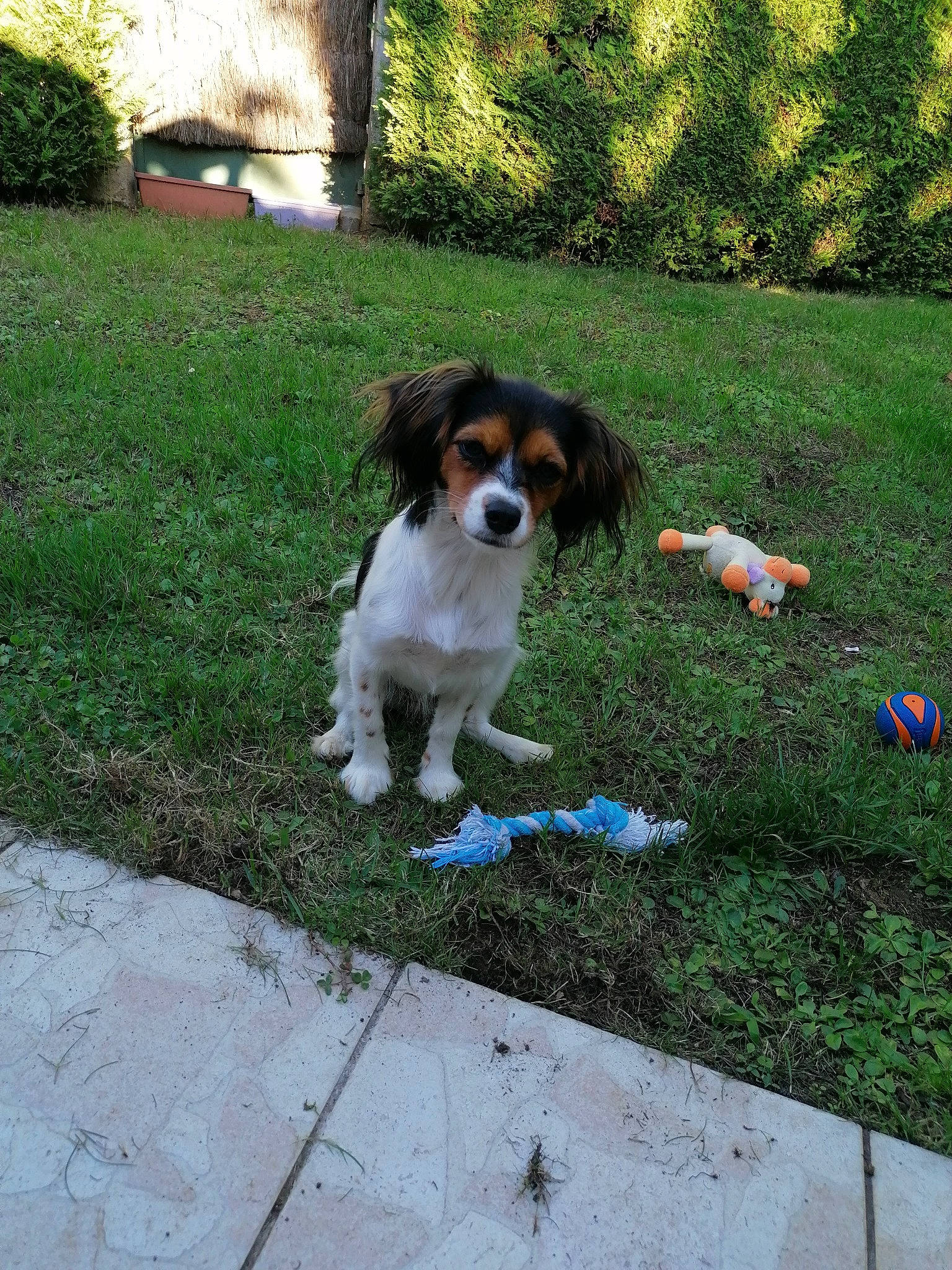 Théa participe au concours pour gagner de l'argent avec cette photo : canidae, carnivore, cavalier_king_charles_spaniel, companion_dog, dog, dog_breed, door, garden, grass, groundcover, gun_dog, landscape, plant, road_surface, sporting_group, tail, toy_dog, tree, working_dog, yard