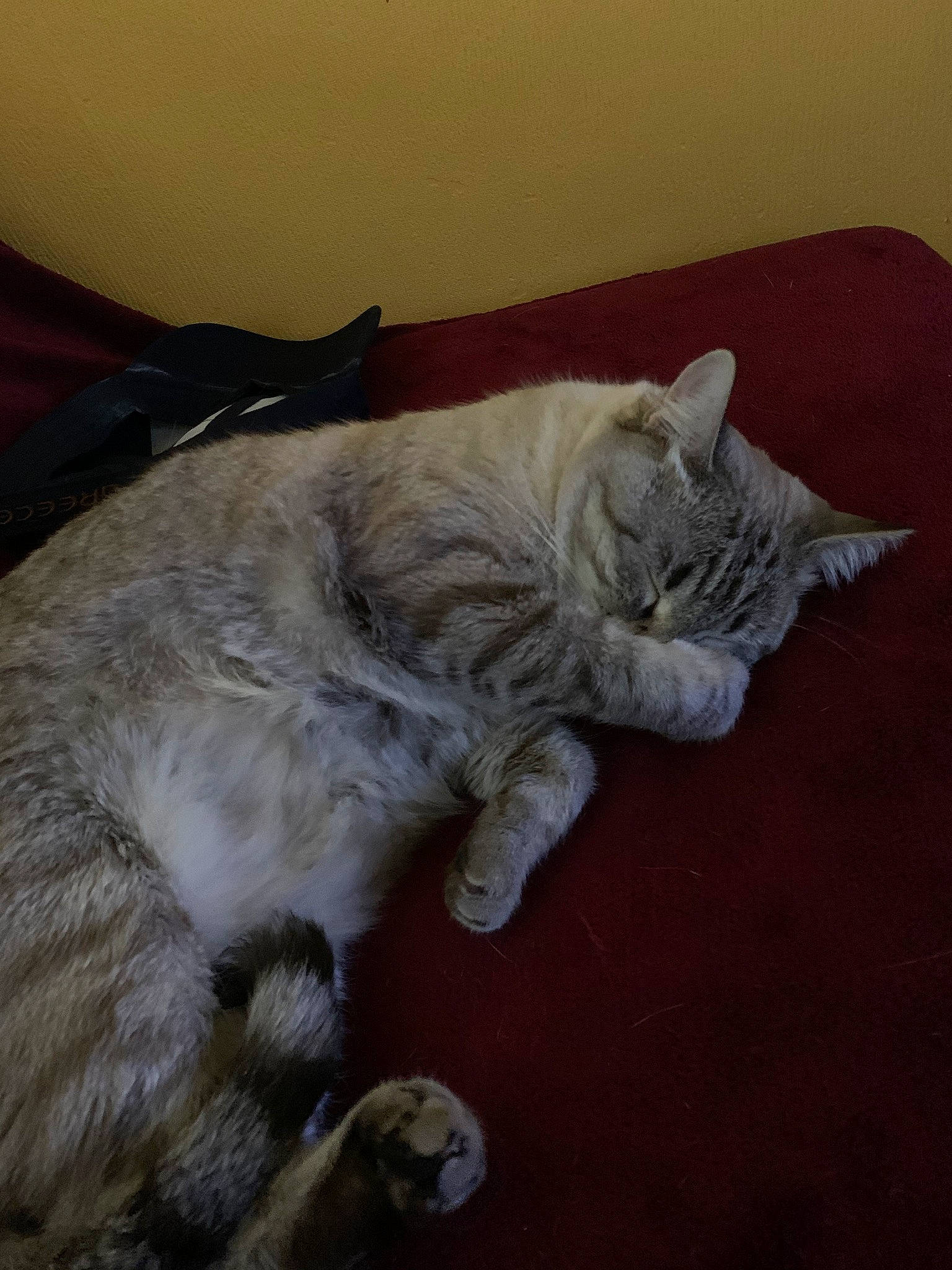 Horcrux a rejoint le concours — aidez-le/la à gagner de superbes lots ! carnivore, cat, chartreux, claw, comfort, domestic_short_haired_cat, felidae, flooring, fur, grey, hardwood, nap, paw, sleep, small_to_medium_sized_cats, snout, tail, whiskers, wood