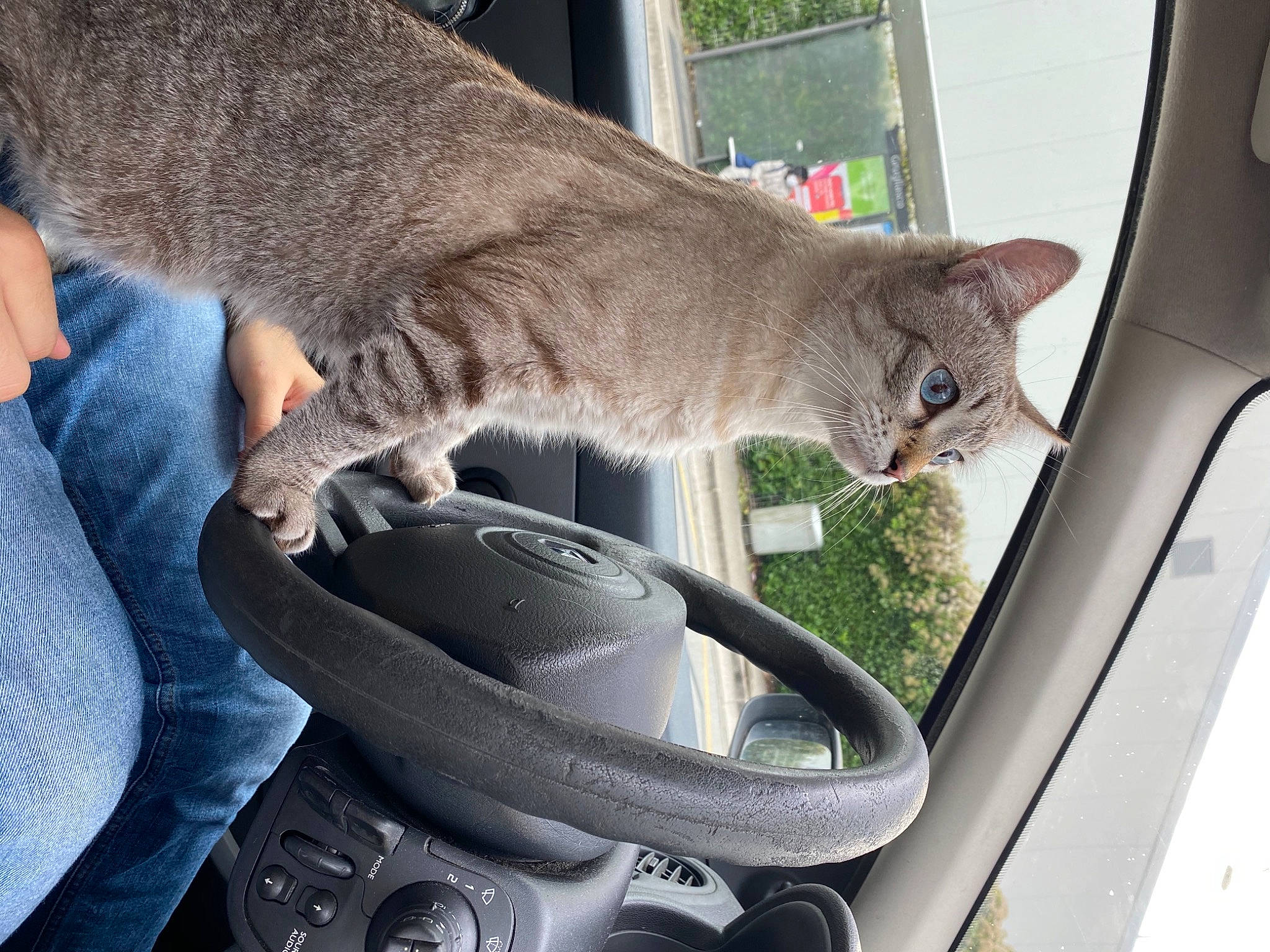 Horcrux a rejoint le concours — aidez-le/la à gagner de superbes lots ! auto_part, automotive_exterior, automotive_mirror, automotive_window_part, car, carnivore, cat, felidae, land_vehicle, motor_vehicle, plant, small_to_medium_sized_cats, snout, steering_wheel, tail, tree, vehicle, vehicle_door, whiskers, window