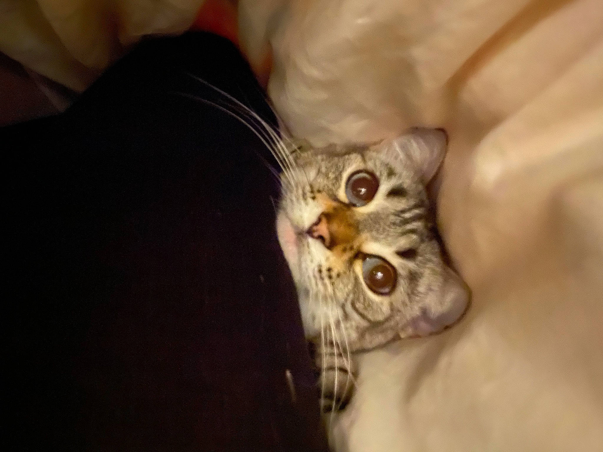 Horcrux participe au concours pour gagner de l'argent avec cette photo : carnivore, cat, claw, comfort, domestic_short_haired_cat, ear, eye, fawn, felidae, fur, macro_photography, nail, paw, small_to_medium_sized_cats, snout, terrestrial_animal, whiskers, wildlife