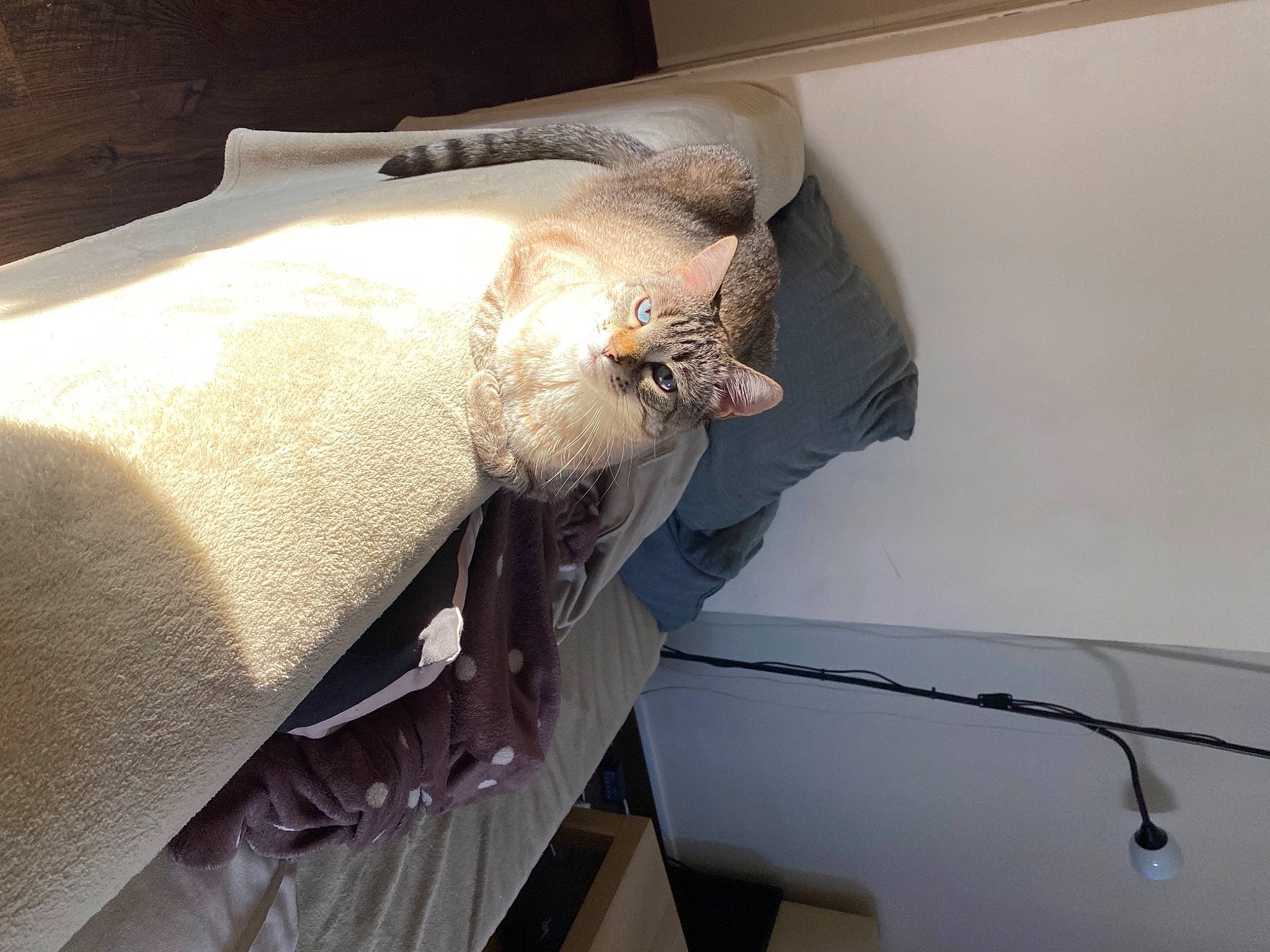 Horcrux a rejoint le concours — aidez-le/la à gagner de superbes lots ! automotive_design, bed_sheet, bedding, bedroom, beige, blanket, ceiling, comfort, duvet, flooring, hardwood, linens, plaster, room, sleeve, window_treatment, wing, wood