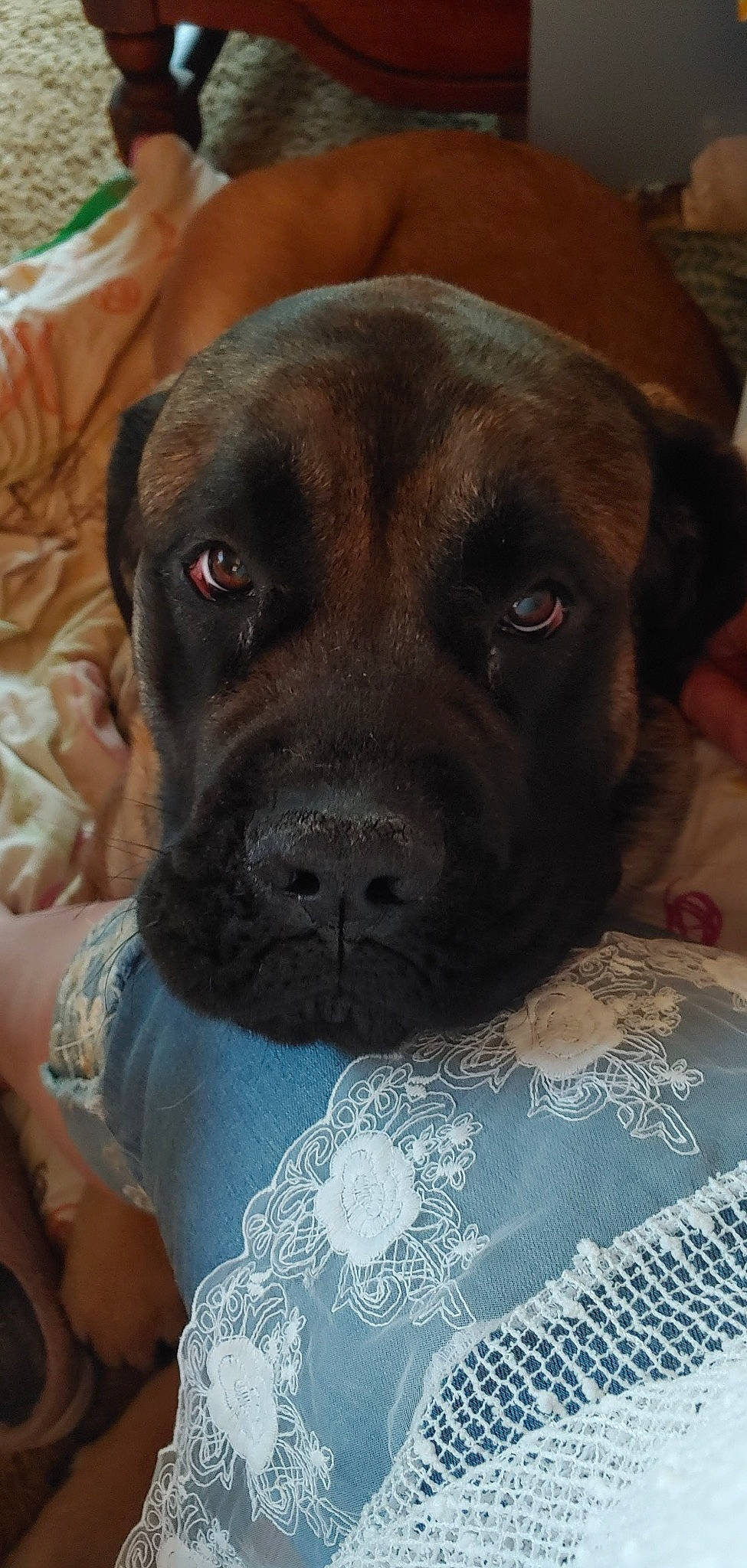 Mila is registered to the contest to win money with this photo: carnivore, collar, comfort, companion_dog, dog, dog_breed, dog_collar, electric_blue, fawn, fur, guard_dog, liver, molosser, pet_supply, selfie, snout, sporting_group, whiskers, working_animal, wrinkle