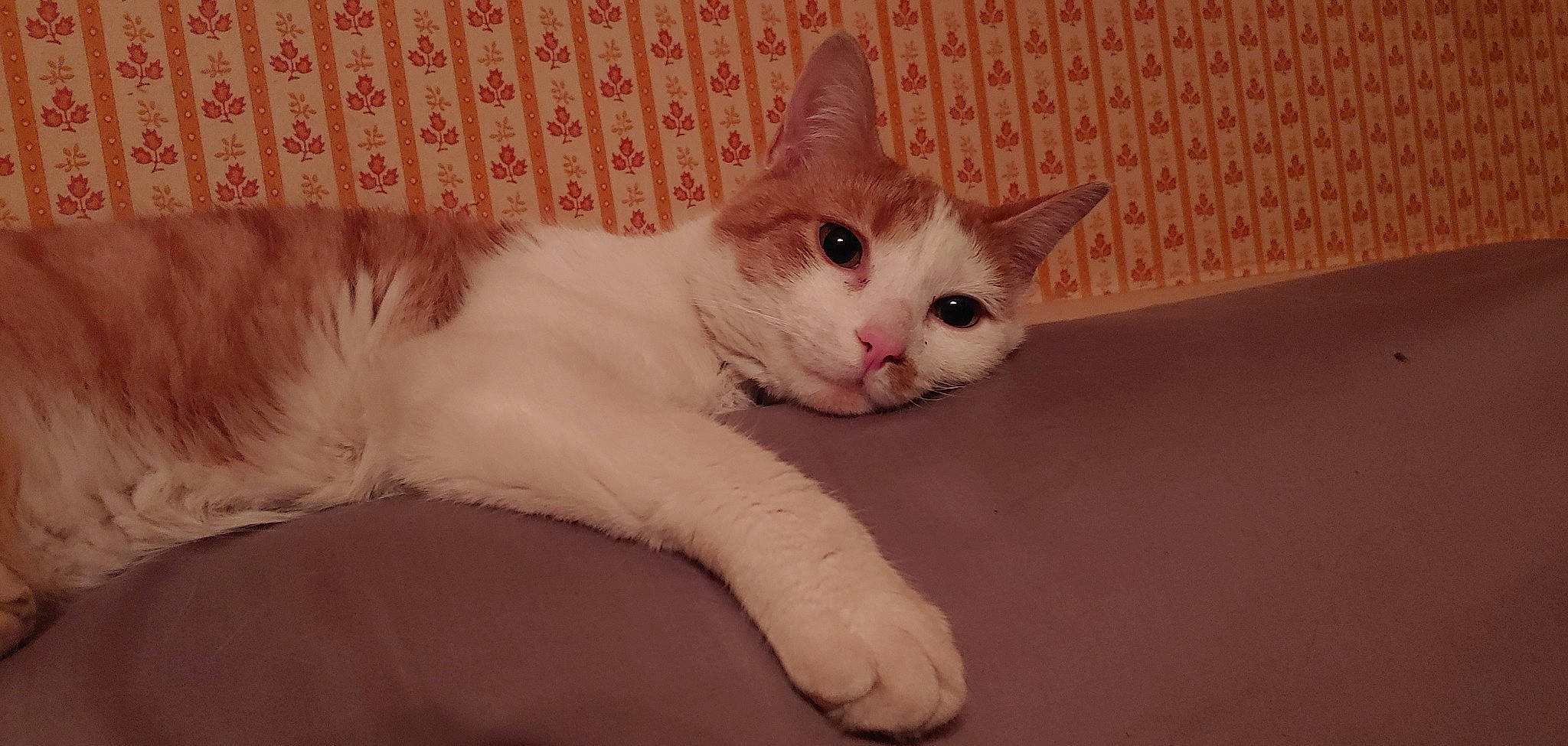 Thor joined the competition — help win amazing prizes! carnivore, cat, claw, comfort, domestic_short_haired_cat, ear, eye, fawn, felidae, foot, fur, human_body, paw, sitting, small_to_medium_sized_cats, snout, tail, whiskers