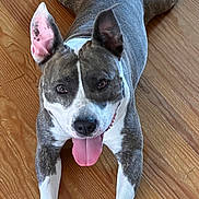 Robeen participe au concours pour gagner de l'argent avec cette photo : dog, canine, pet, tongue_out, ears_up, brown_floor, wooden_floor, happy, playful, lying_down, front_paws, white_paws, brindle_coat, indoor, close_up, looking_at_camera, animal, mammal, domestic_animal, cute