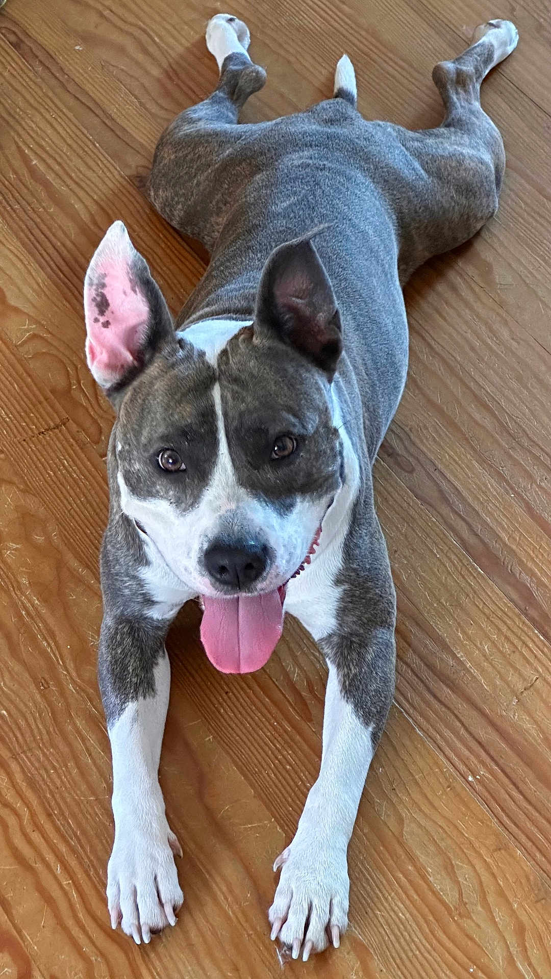 Robeen participe au concours pour gagner de l'argent avec cette photo : dog, canine, pet, tongue_out, ears_up, brown_floor, wooden_floor, happy, playful, lying_down, front_paws, white_paws, brindle_coat, indoor, close_up, looking_at_camera, animal, mammal, domestic_animal, cute