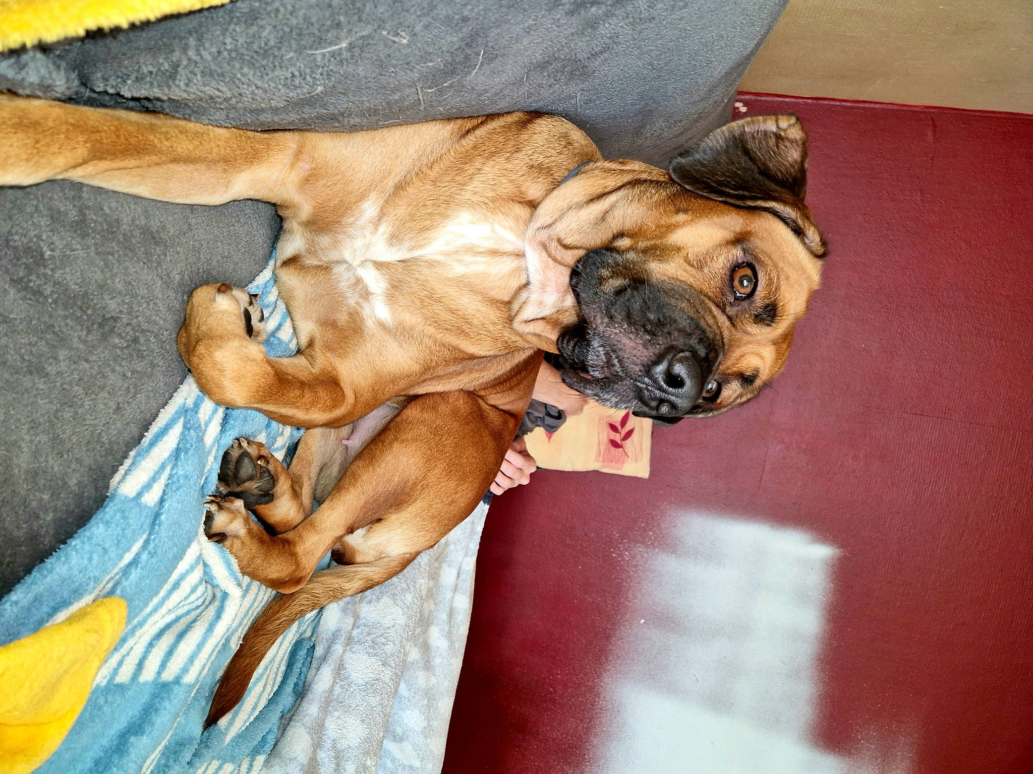 Shivas participe au concours pour gagner de l'argent avec cette photo : canidae, carnivore, comfort, companion_dog, dog, dog_breed, dog_collar, dog_supply, fawn, guard_dog, liver, non_sporting_group, paw, snout, sporting_group, sunglasses, toy_dog, working_animal, working_dog, wrinkle