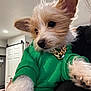 adorable, animal, closeup, companion, cute, dog, domestic_animal, ears, fluffy, fur, gold_chain, green_sweater, indoor, looking_away, mammal, pet, pet_clothing, portrait, puppy, small_dog
