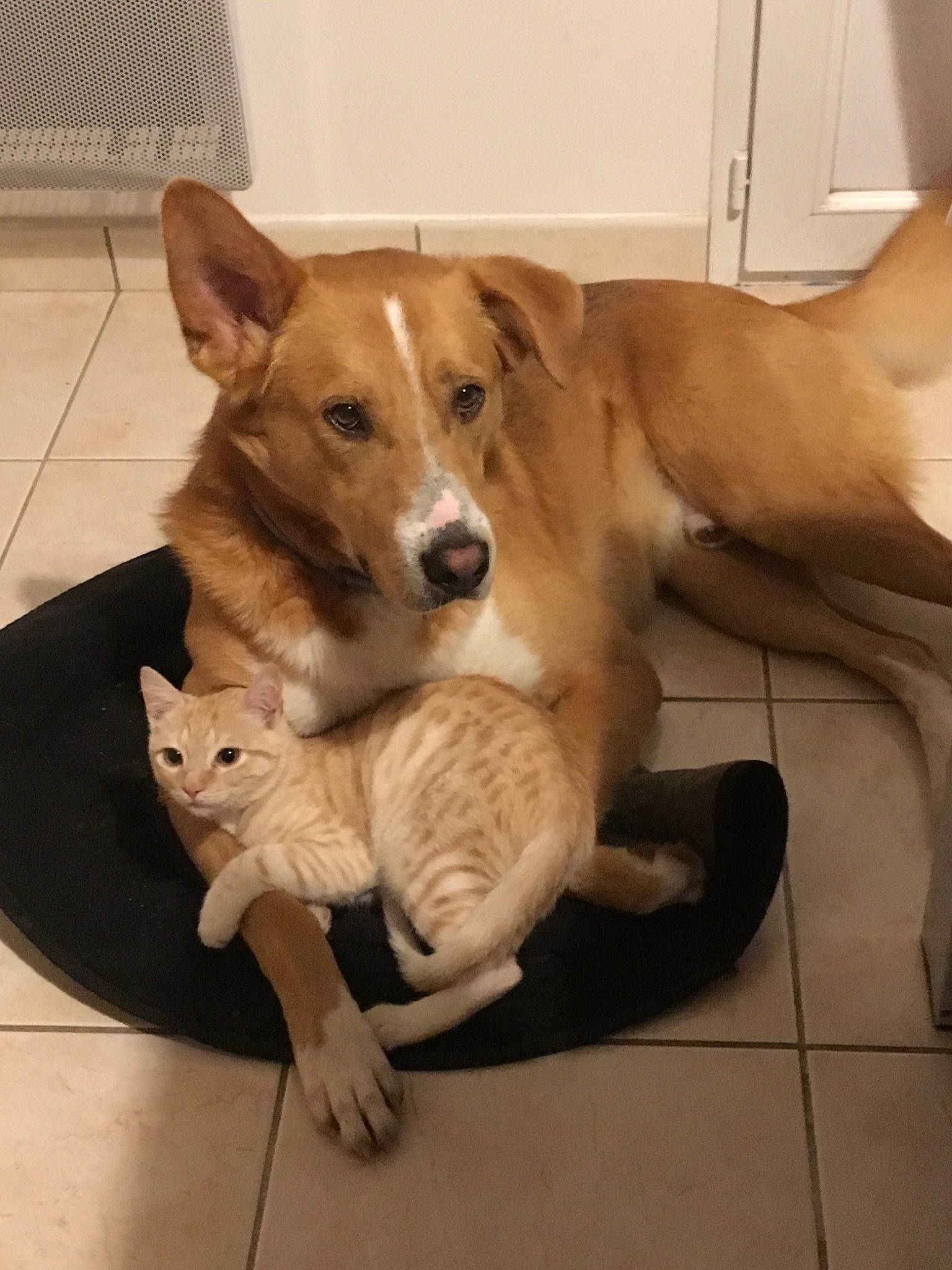 Stuart a rejoint le concours — aidez-le/la à gagner de superbes lots ! aspin, canidae, cardigan_welsh_corgi, carnivore, carolina_dog, companion_dog, dog, dog_breed, fawn, mammal, pariah_dog, pembroke_welsh_corgi, sporting_group, street_dog, tail